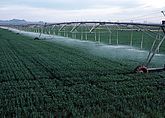 Kreisberegnung bei Weizenanbau im Yuma County, Arizona, 1987.